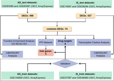 Transcriptomic analysis identifies shared biological foundations between ischemic stroke and Alzheimer’s disease